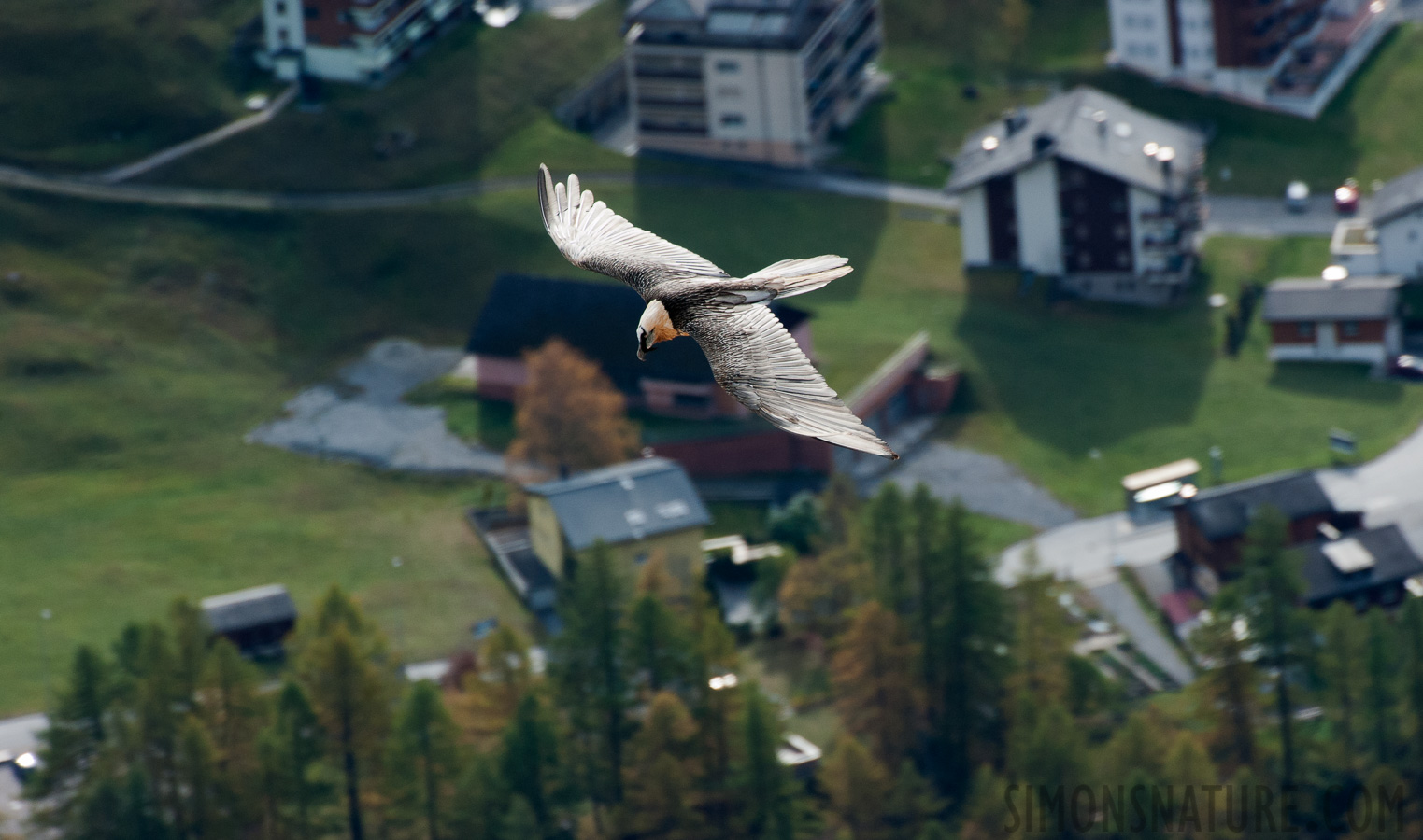 Gypaetus barbatus barbatus [550 mm, 1/500 sec at f / 10, ISO 1600]